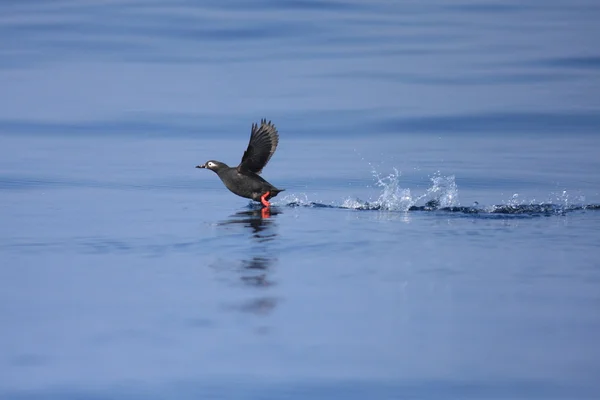 Guillemot à lunettes (Cepphus carbo ) — Photo